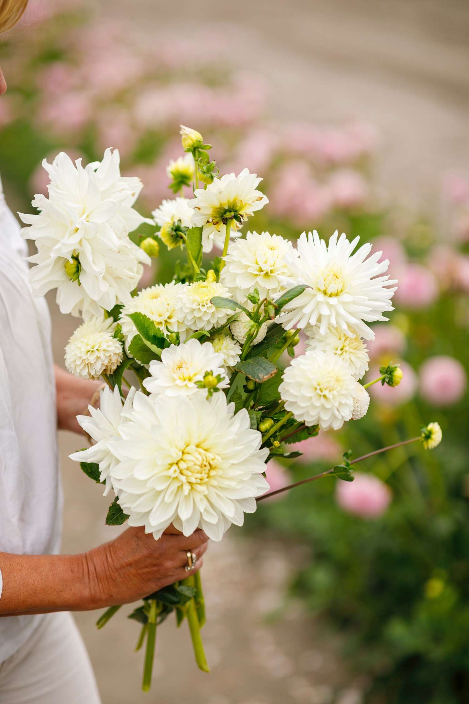 Dahliamix 'Carol'